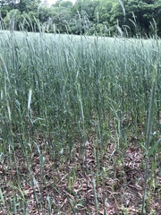Triticum aestivum