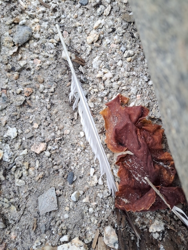 Plume de Mouette tridactyle