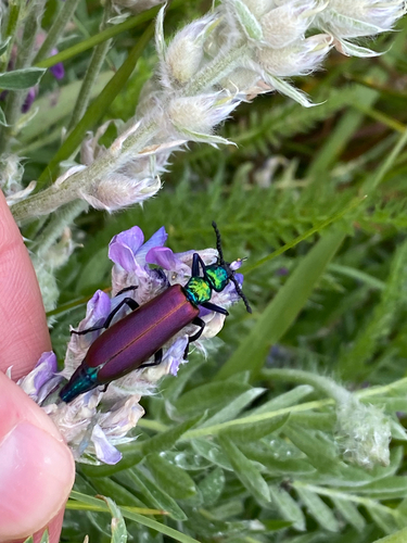 Nuttall's blister beetle