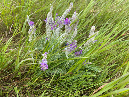 Showy Locoweed