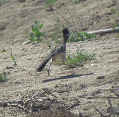 Geococcyx californianus