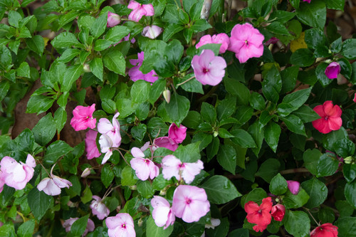 Impatiens walleriana image