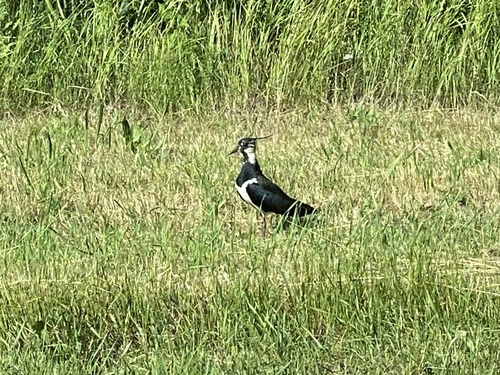 Northern Lapwing
