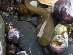 Liparis mucosus
