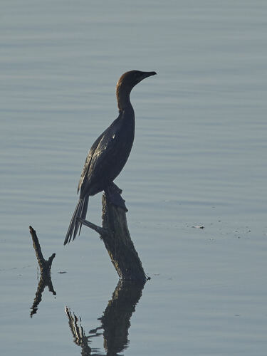 Pygmy Cormorant
