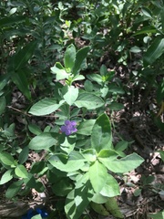 Dyschoriste crenulata