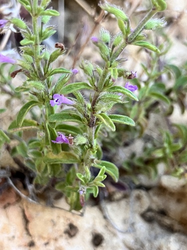 dwarf false pennyroyal