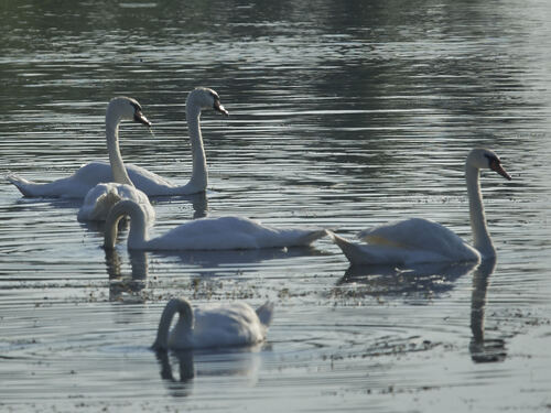 Mute Swan