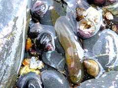 Liparis mucosus