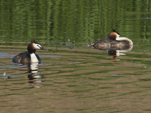 Great Crested Grebe