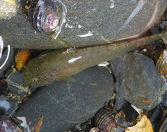 Liparis mucosus