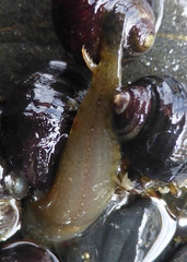 Liparis mucosus