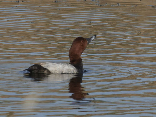 Common Pochard