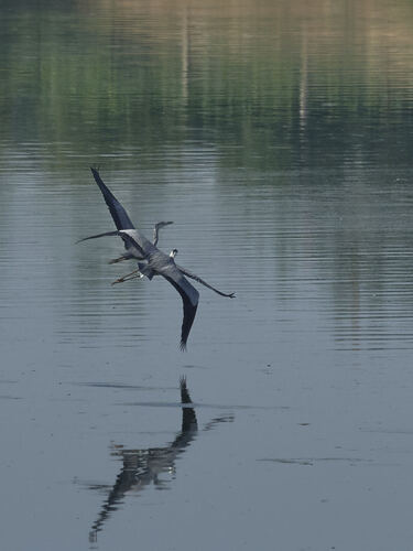 Grey Heron