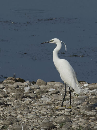 Little Egret