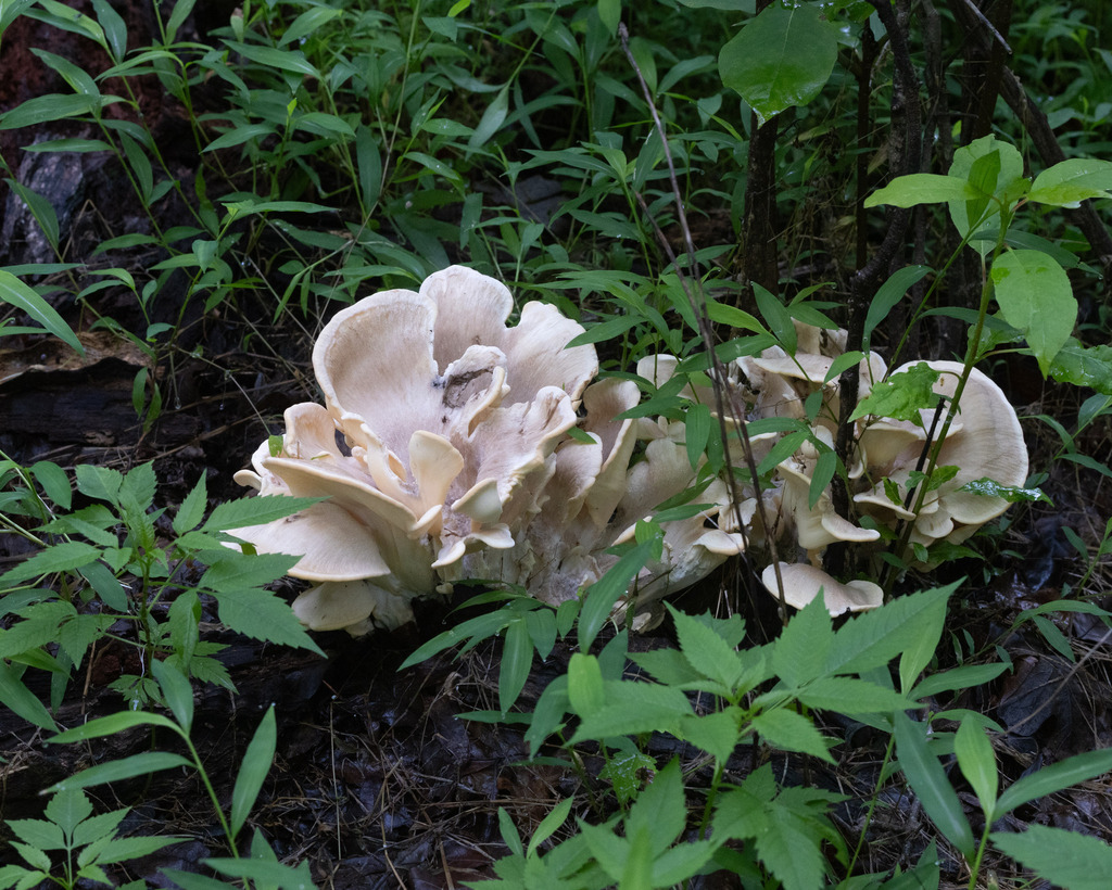 Black-staining Polypore · June 2026 · photo: Photo: no rights reserved · iNaturalist