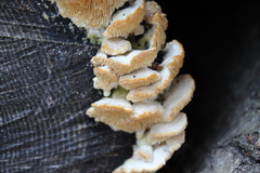 Cerrena zonata