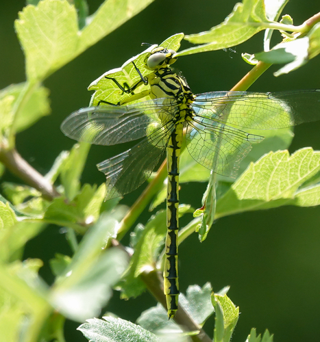 River Clubtail, Werkendam, NL-NB, NL, photo 6 of 10