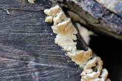 Cerrena zonata