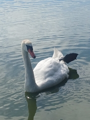 Mute Swan