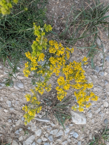 Lady's Bedstraw