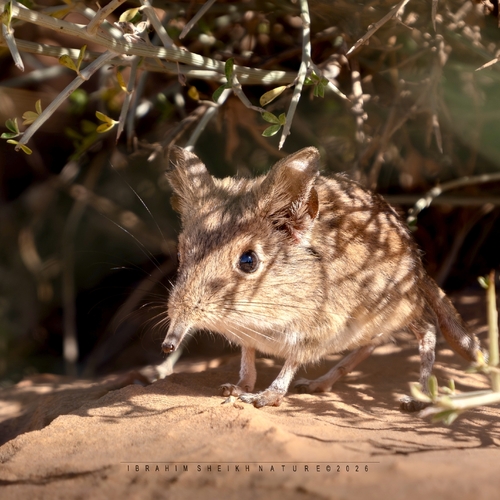 North African Sengi