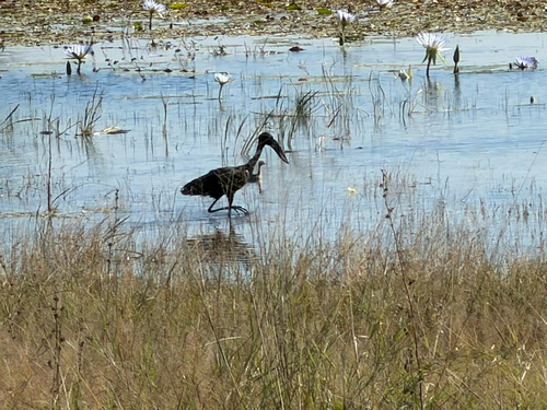 iNaturalist image