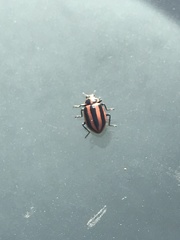 Paranaemia vittigera