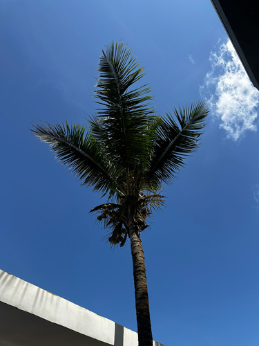 coconut palm
