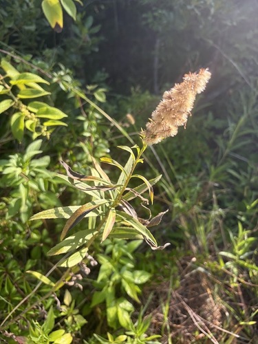 Solidago leavenworthii, photograph 6