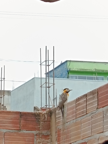 Campo Flicker