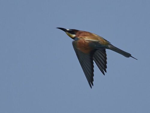 European Bee-eater
