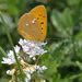 Lycaena virgaureae - Photo (c) Anne SORBES,  זכויות יוצרים חלקיות (CC BY-NC-SA), הועלה על ידי Anne SORBES