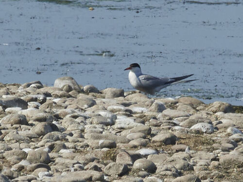 Common Tern