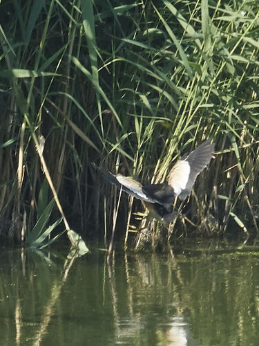 Little Bittern