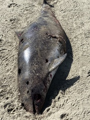 Phocoena phocoena vomerina