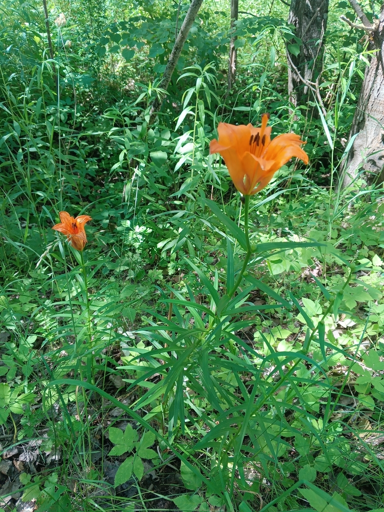 Lilium bulbiferum, Калининградская обл., Россия, 238128