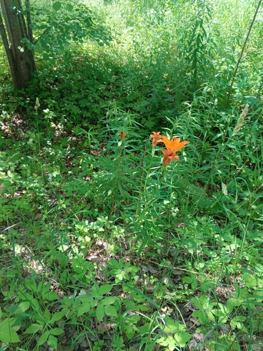 Lilium bulbiferum