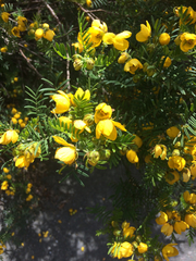 Senna barronfieldii