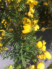 Senna barronfieldii