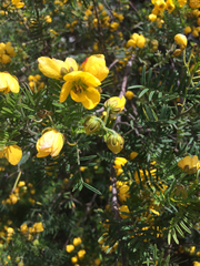 Senna barronfieldii