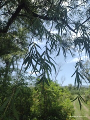 Salix humboldtiana, photograph (c) Marcos Gramaglia, some rights reserved (CC BY)