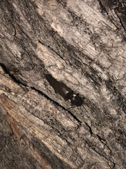 Ignelater havaniensis