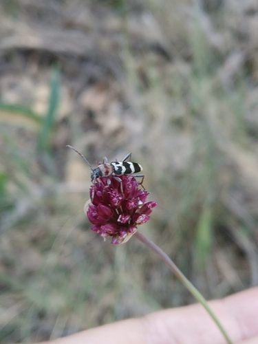 Chlorophorus trifasciatus