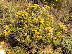 Pegolettia baccaridifolia