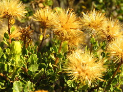 Pegolettia baccaridifolia