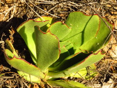 Cotyledon cuneata