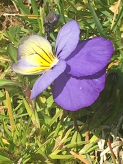 Garden pansy (Viola × wittrockiana): origin and uses — photo 2