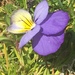 Garden pansy (Viola × wittrockiana): origin and uses — photo 2