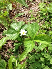 Fragaria × ananassa
